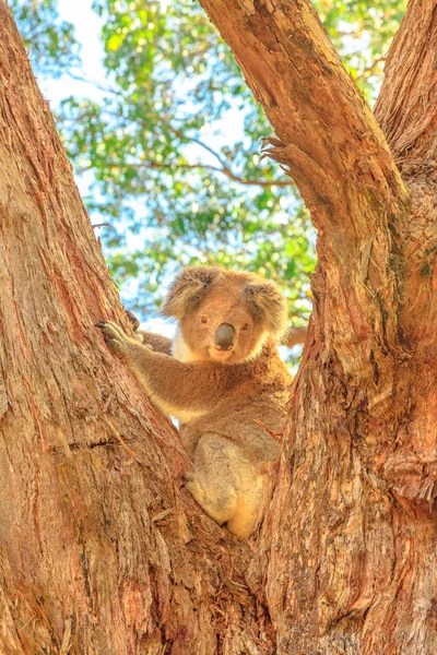 Κοάλα αρκούδα Αυστραλία — Φωτογραφία Αρχείου