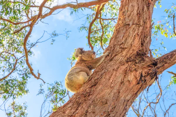 Koala beer beklimmen — Stockfoto
