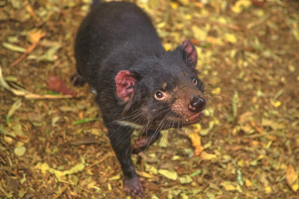 Tasmanska djävulen Australien — Stockfoto