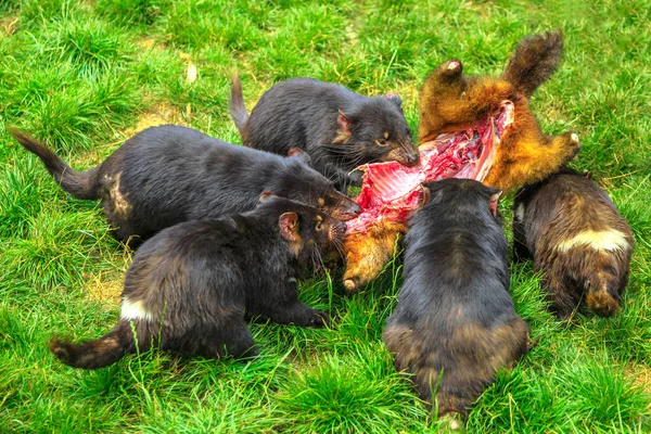 Tasmanian Devil feeding — Stock Photo, Image