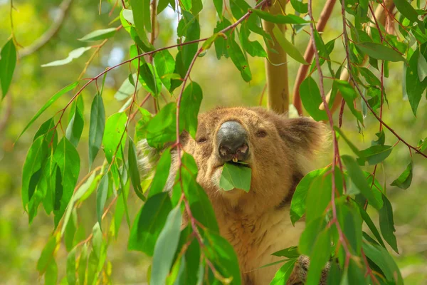 Koala eukaliptuszt eszik — Stock Fotó
