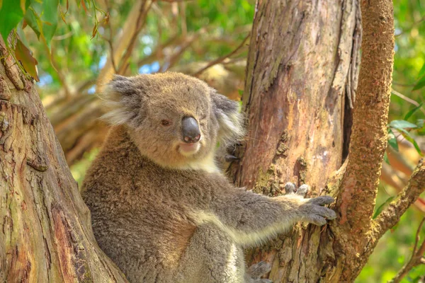 Koala Phillip Island — 스톡 사진