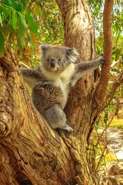 Koala Phillip Eiland — Stockfoto