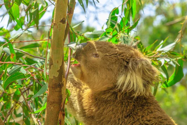 Koala eet eucalyptus — Stockfoto