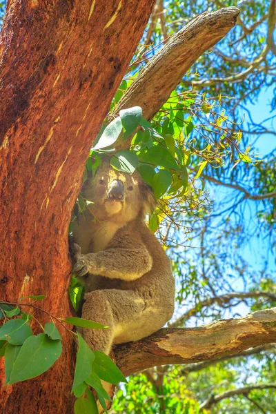 Koala na wyspie Phillip — Zdjęcie stockowe