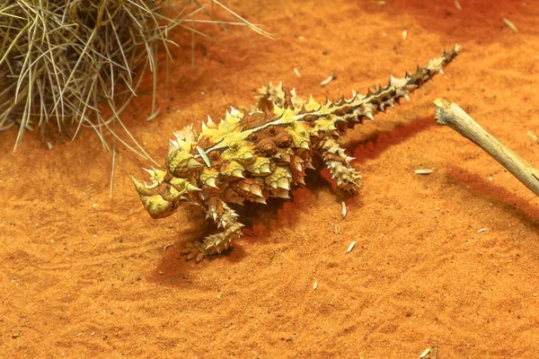Thorny devil on red sand — Stock Photo, Image