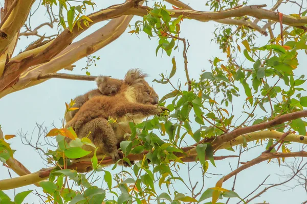 Koala com joey — Fotografia de Stock