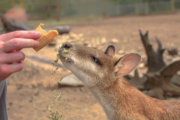 Salvar a Wallaby australiano — Foto de Stock