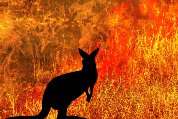 Kangaroo silhouette bushfires — Stock Photo, Image