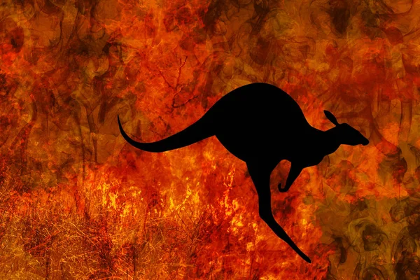 Kangaroo escape from bushfire — Stock Photo, Image