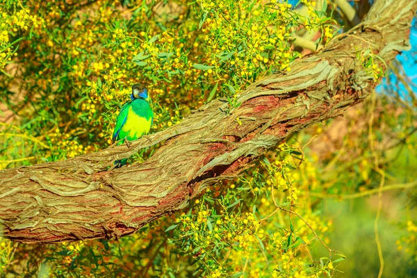 Australisk tjugoåtta papegoja — Stockfoto