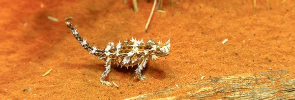 Banner of Thorny Devil — 스톡 사진