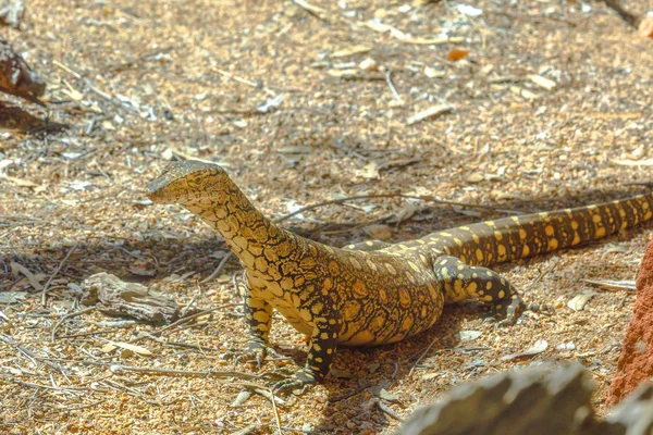 Σαύρα Perentie goanna — Φωτογραφία Αρχείου