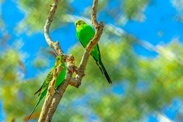 Dwie Papugi Budgerigarskie — Zdjęcie stockowe