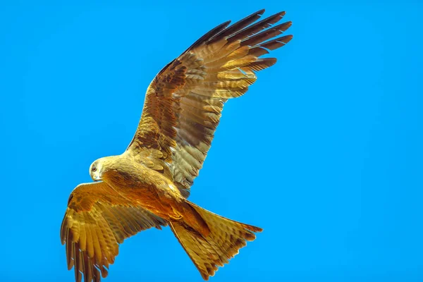 Twhistling kite in flight — 스톡 사진
