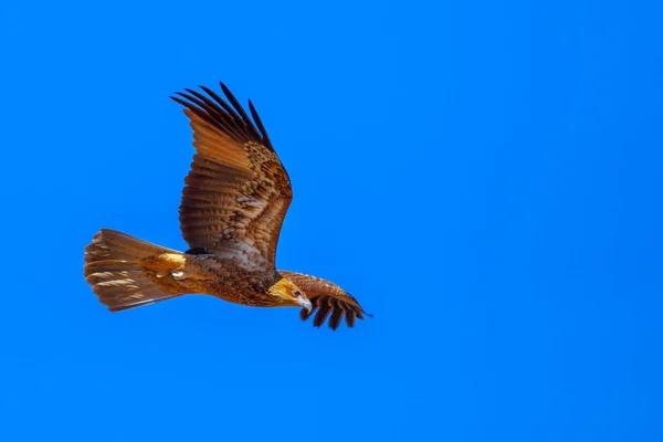 Keilschwanzadlerflug — Stockfoto