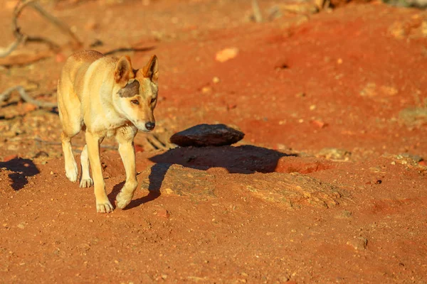 Dingo caminando por el interior — Foto de Stock