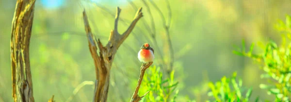 Robin à tête rouge sur un arbre — Photo