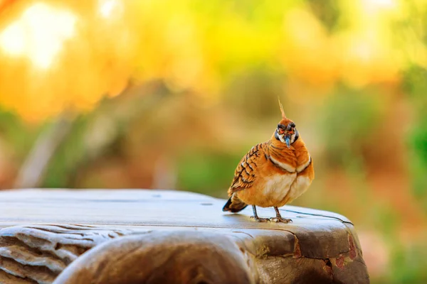 Pombo-da-índia — Fotografia de Stock