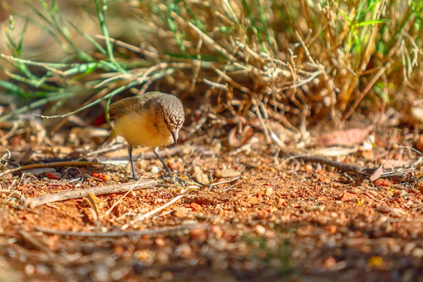 Australischer brauner dornvogel — Stockfoto