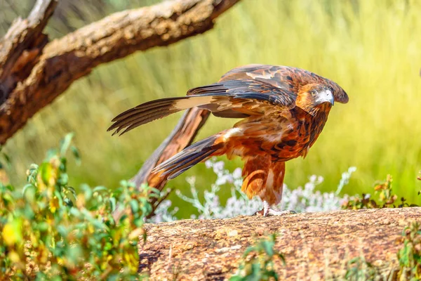 Wedge-tailed Eagle Australia