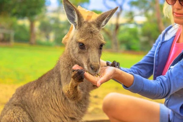Nő kenguruval — Stock Fotó