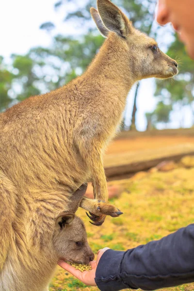 Kangaroo with joey — Stock Photo, Image