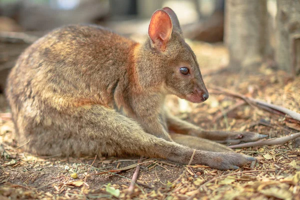 Wallaby sidder på jorden - Stock-foto