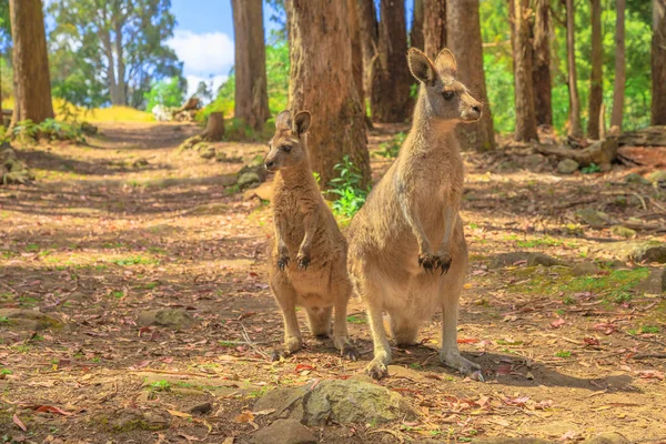 Two kangaroos in a forest — Stock Photo, Image