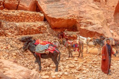 Petra Ürdün 'de Eşek