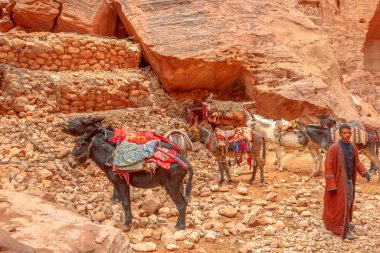 Donkeys In Petra Jordan clipart