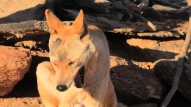 Dingo dışarıda yürüyor.
