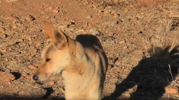 Dingo caminando por el interior — Vídeo de stock