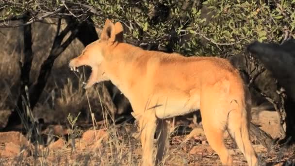 Dingo wandelen in de outback — Stockvideo