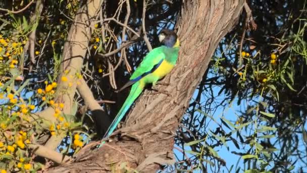 Australian Twenty-eight Parrot — Stock Video