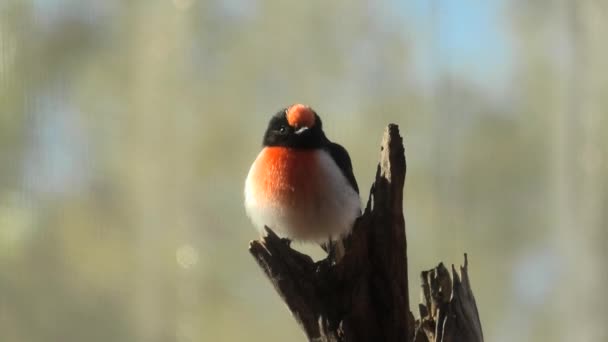 Avustralya Kırmızı Başlıklı Robin — Stok video