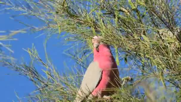 Australian Princess Parrot eating — Stock Video