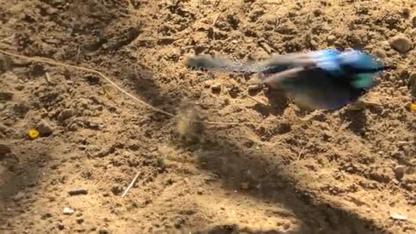 Hada abigarrada wren — Vídeo de stock