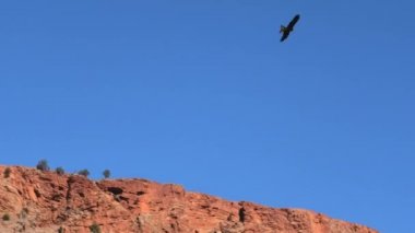 Kartal kuyruklu Avustralya