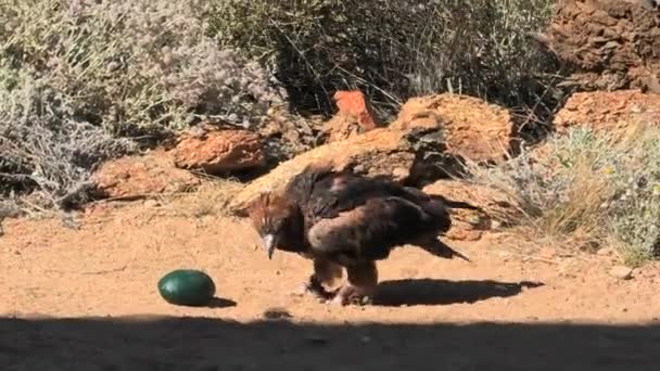 Zwarte-borsten Buizerd Australië — Stockvideo