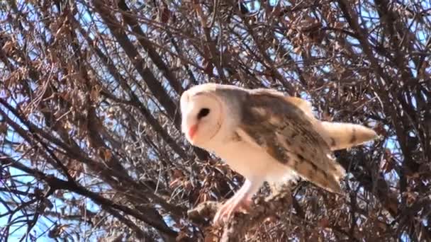 Барн сови на дереві — стокове відео
