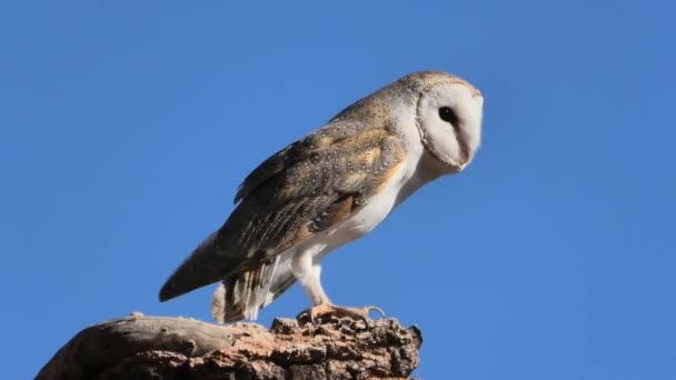 Barn owls on a tree — 비디오