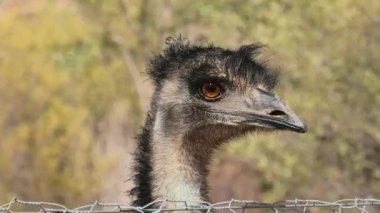 emu portresi