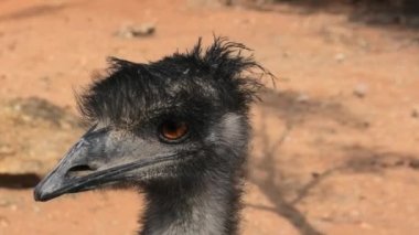 emu portresi