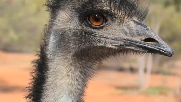 Šéf emu — Stock video