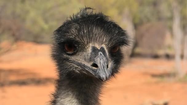 Retrato de Emu — Vídeo de Stock