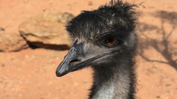 Portrait of Emu — Stock Video