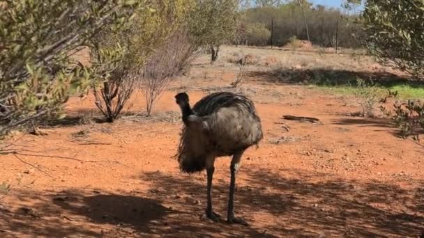 Emu ikon Australien — Stockvideo