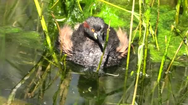 Een Australaziatische grebe — Stockvideo