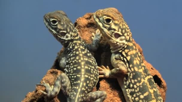 Dragon central fileté 